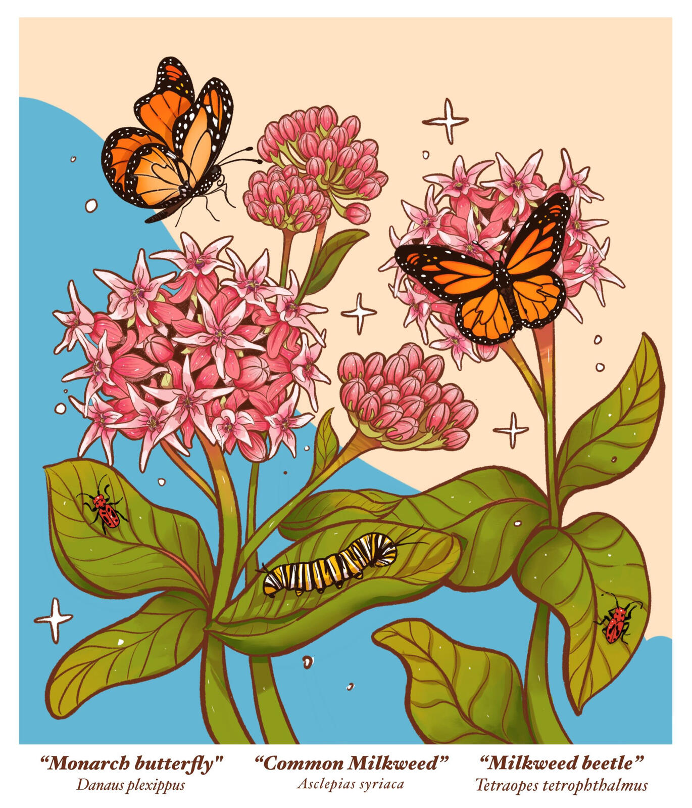 Milkweed Milkweed