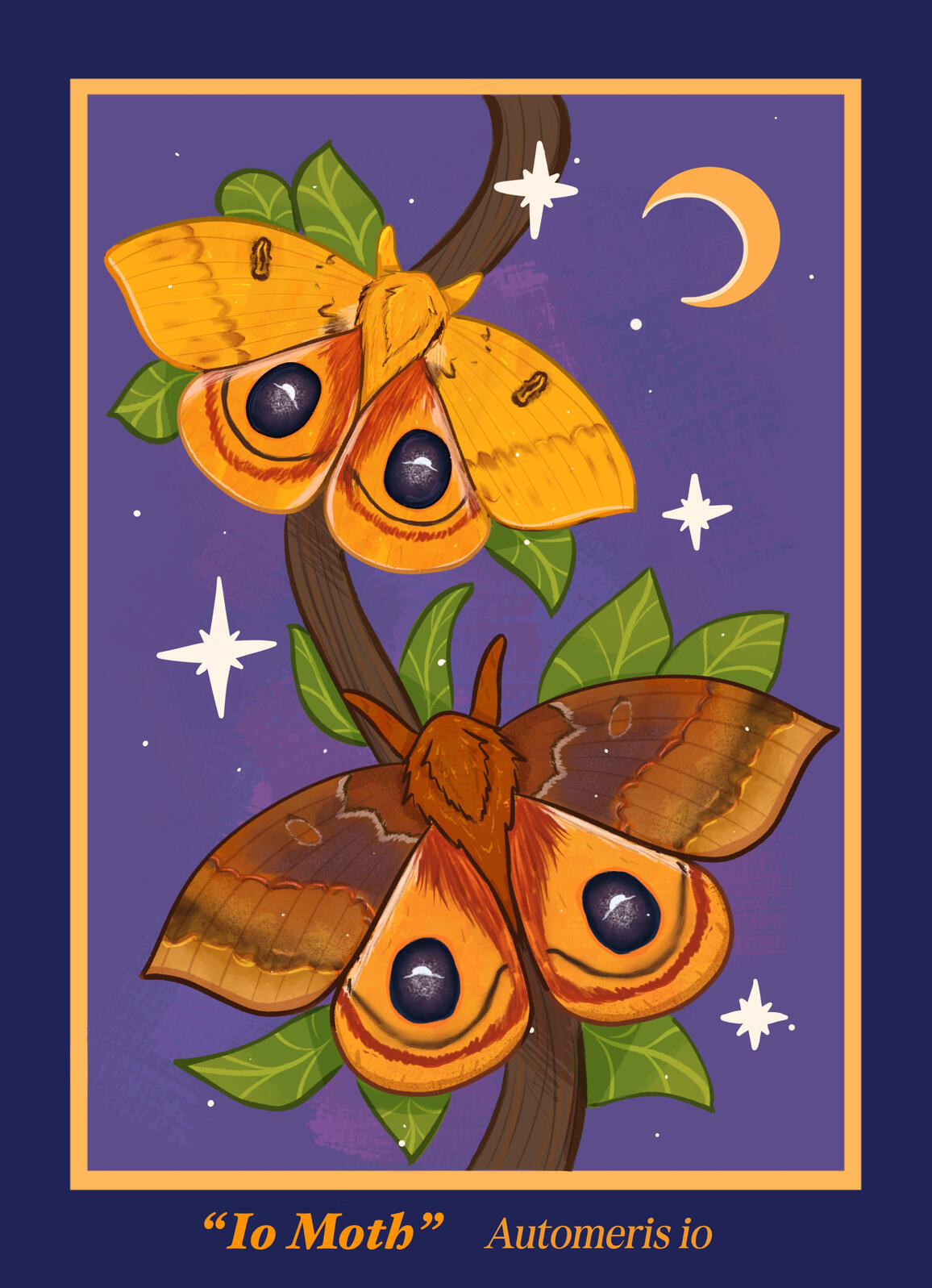 Io Moth