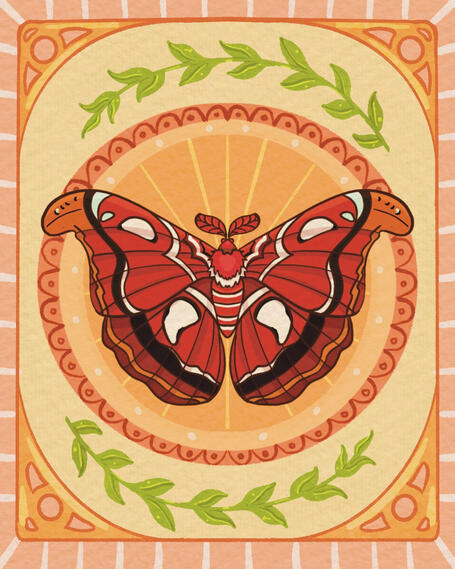 Atlas Moth