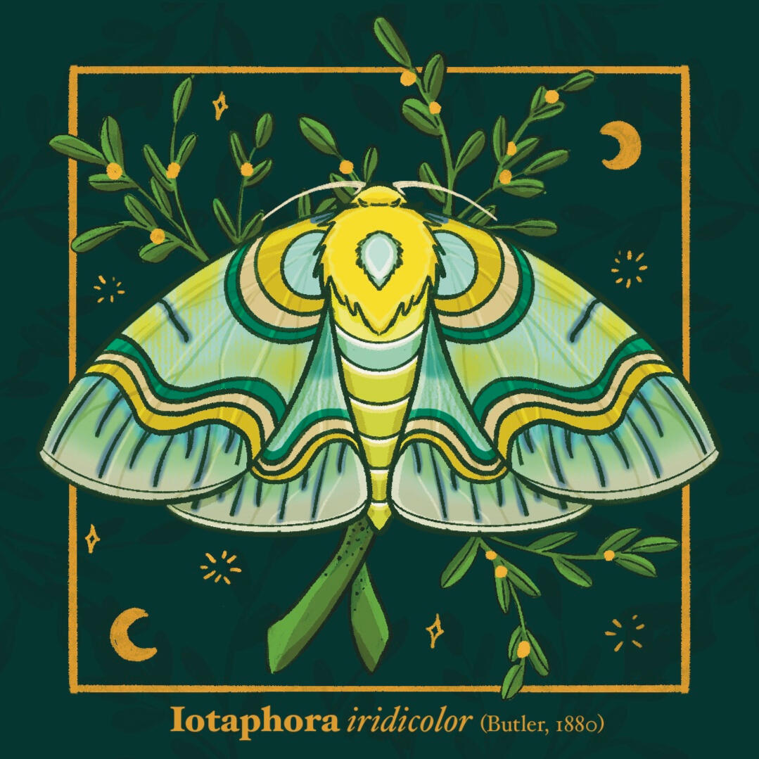 Iopetera Moth Iopetera Moth