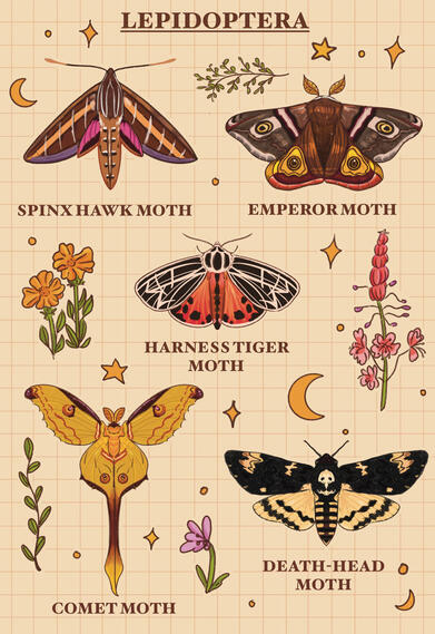 Lepidoptera