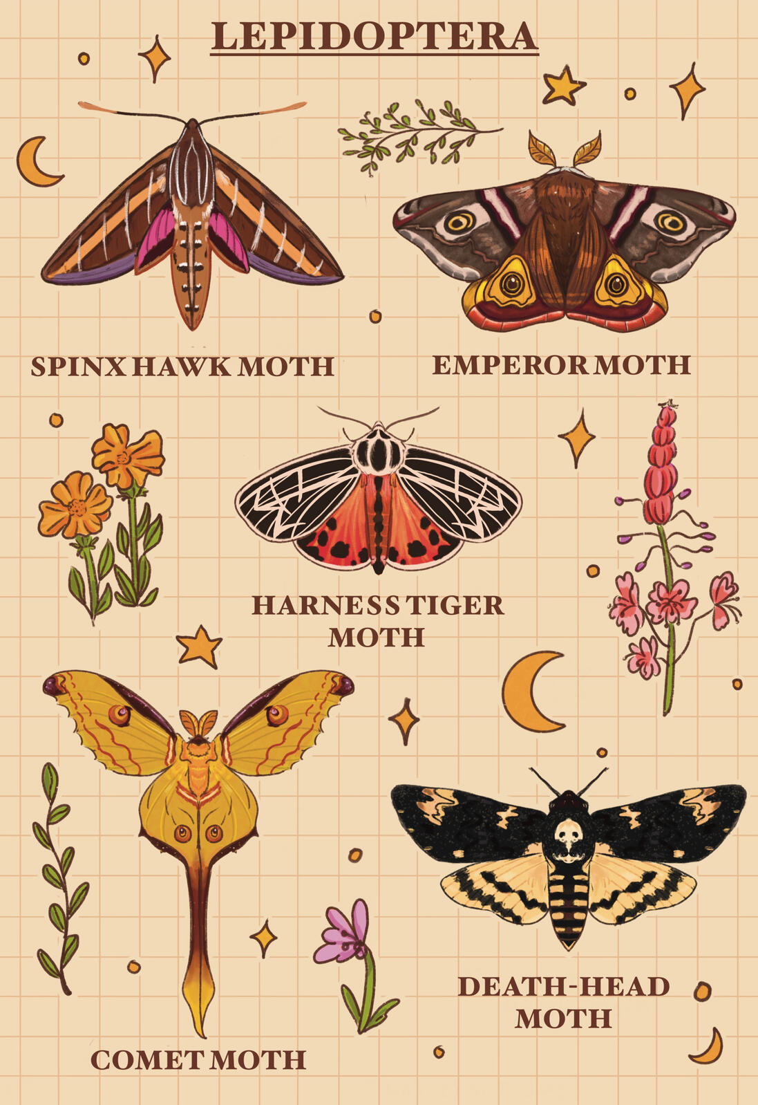Lepidoptera Lepidoptera